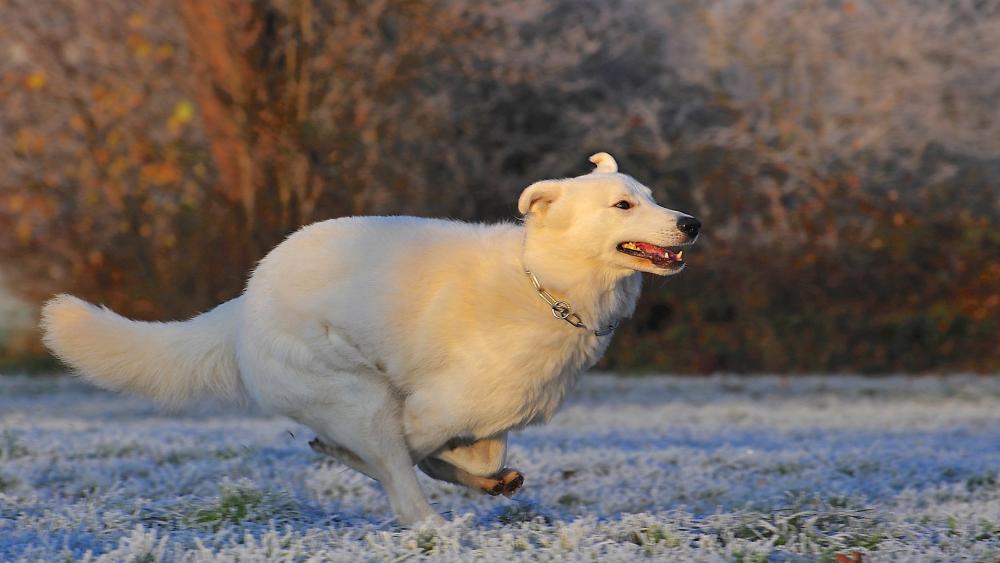 Joyful White Dog Running in a Winter Landscape wallpaper