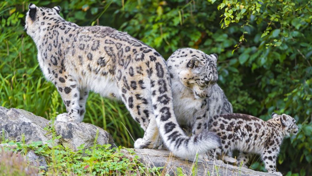 Majestic Snow Leopards in Their Natural Habitat wallpaper