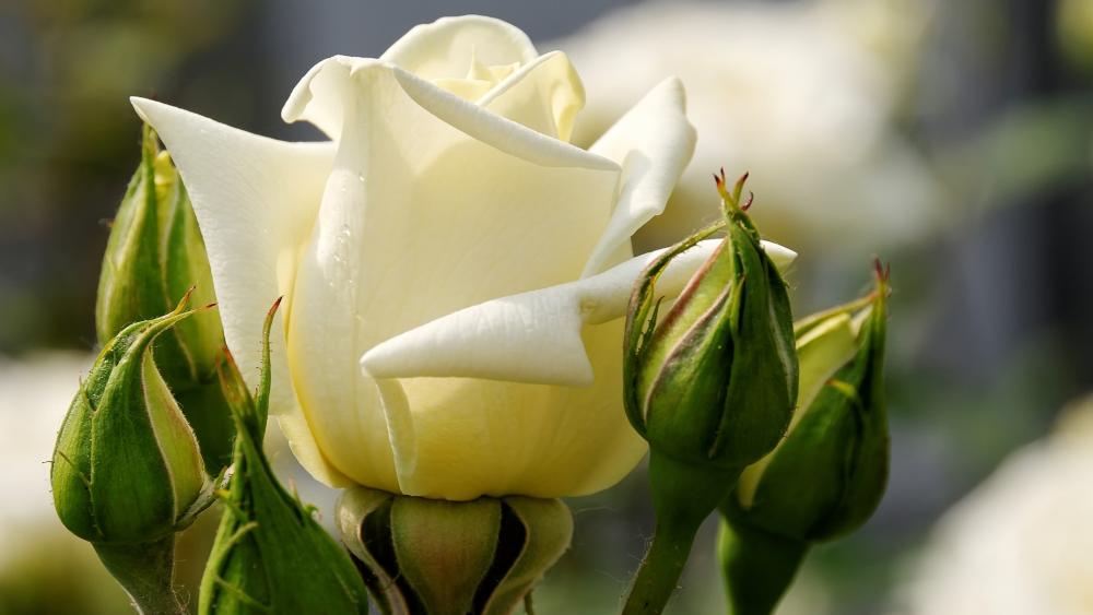 Elegant White Rose in Bloom wallpaper