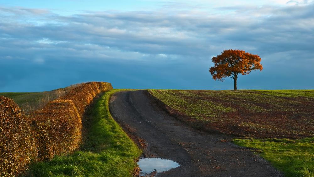 Serene Autumn Landscape with Isolated Tree wallpaper