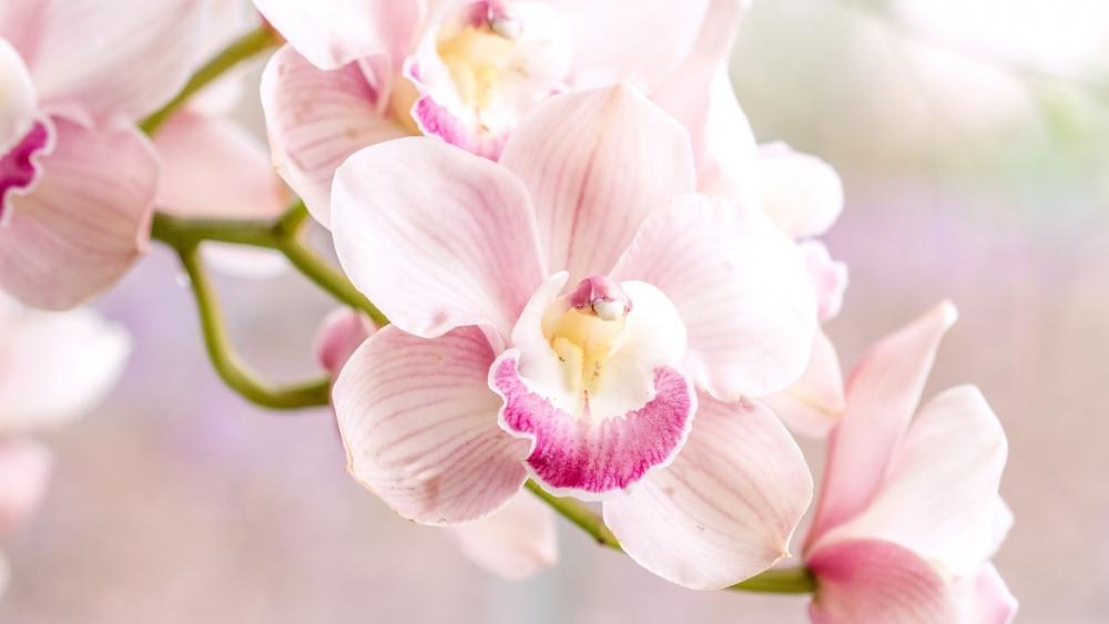 Wallpaper from flowers category