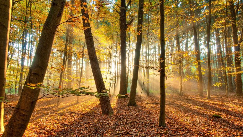 Wallpaper from nature category