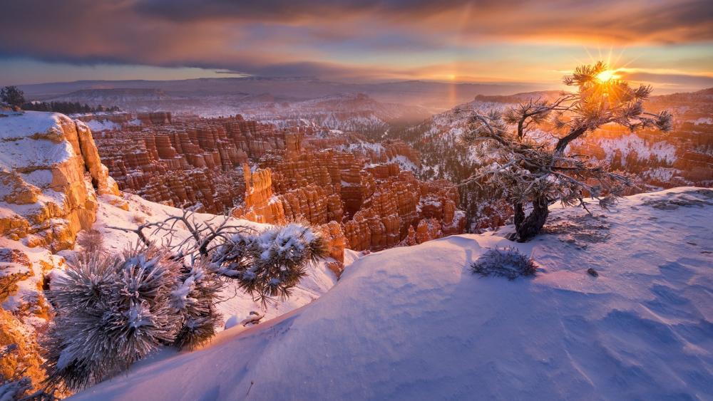Wallpaper from nature category