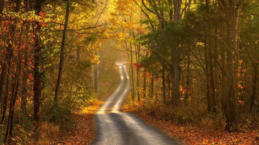 Serene Autumn Pathway Through Vibrant Forest wallpaper