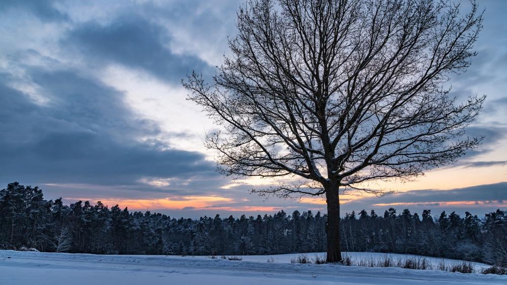Winter Serenity Amidst the Trees wallpaper