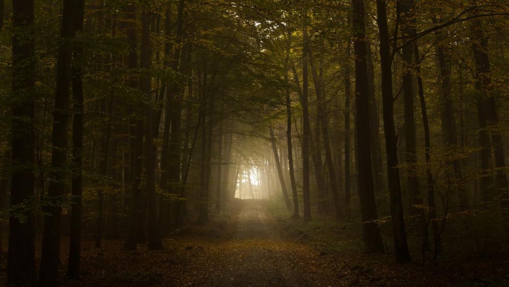 Mystical Forest Pathway Awaits Adventure wallpaper