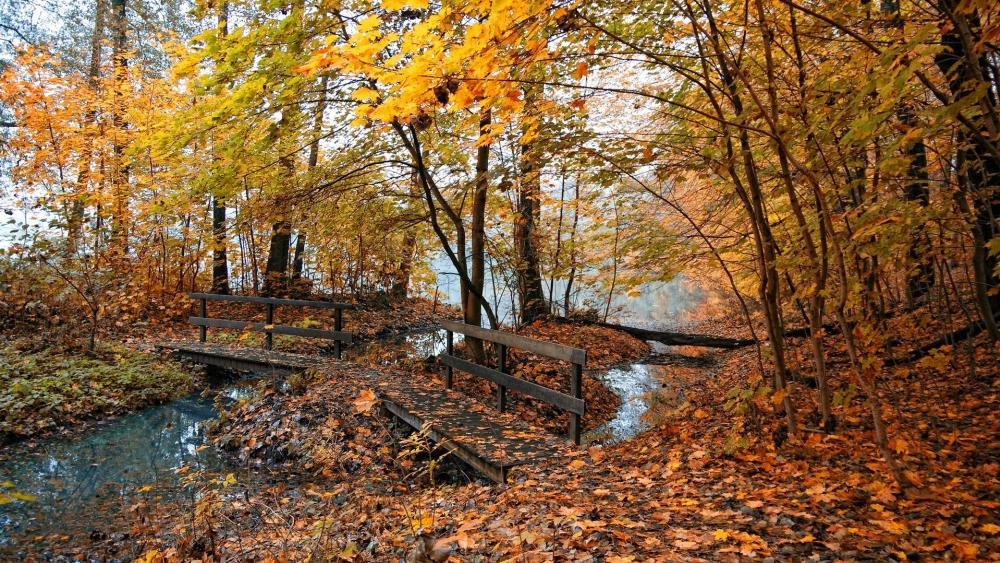 Autumn Serenity in the Forest wallpaper