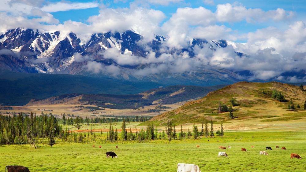 Wallpaper from nature category