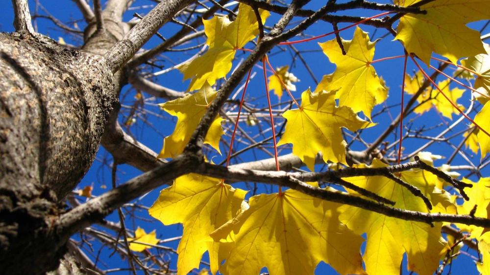 Golden Leaves Under Blue Sky wallpaper