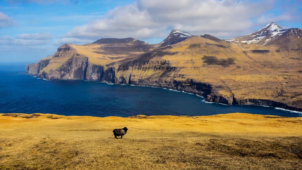 Majestic Coastal Views with Grazing Sheep wallpaper