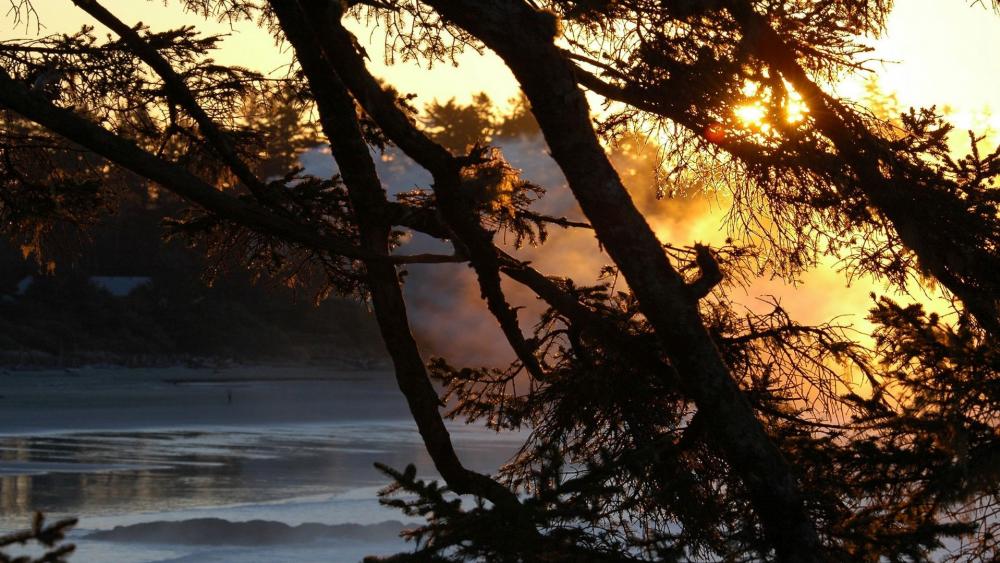 Serene Sunset Through the Trees wallpaper