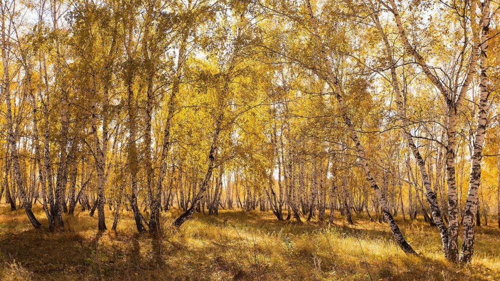 Golden Autumn Bliss in a Birch Forest wallpaper