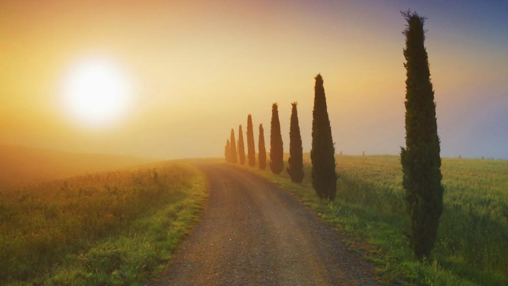 Serene Pathway at Dawn Amidst Cypress Trees wallpaper