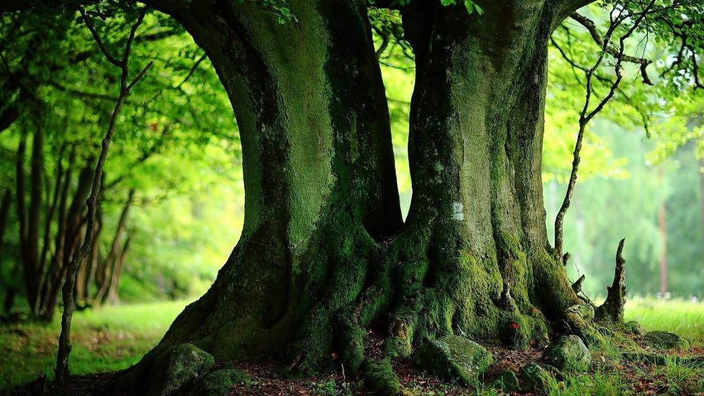 Majestic Trees Embracing Nature's Beauty wallpaper