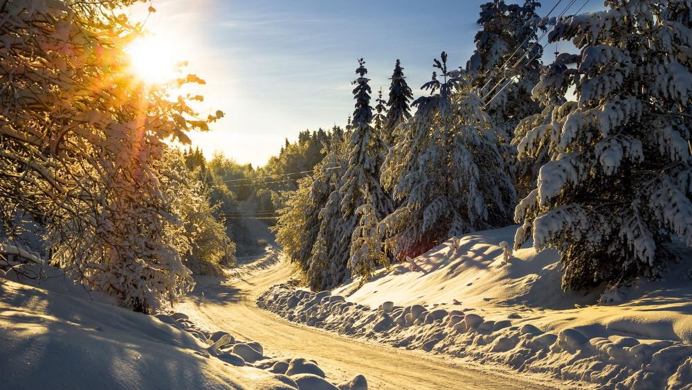 Winter Wonderland Pathway in Sunlight wallpaper