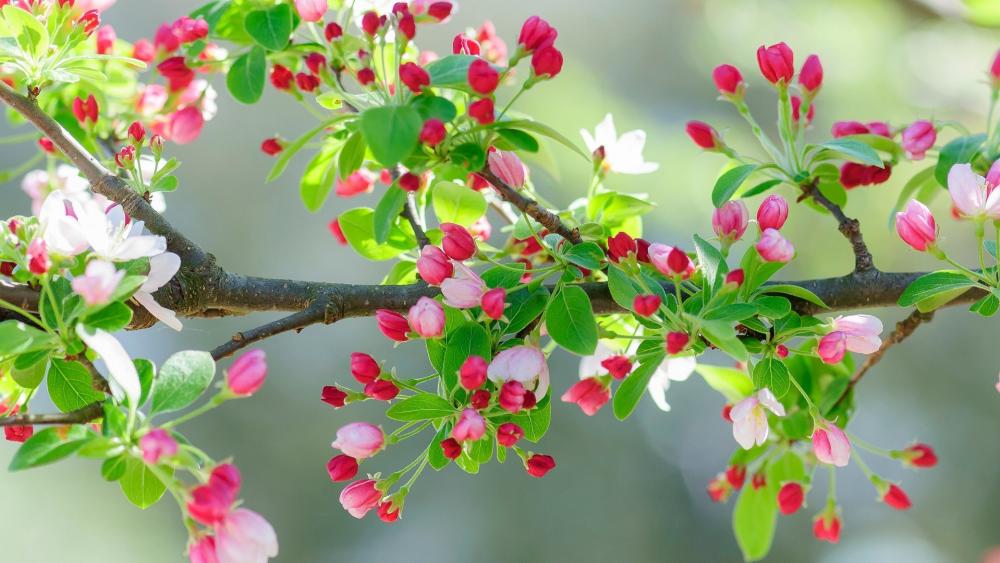 Vibrant Blossoms in Springtime Splendor wallpaper