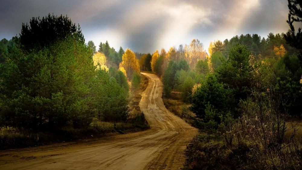 Serene Path Through a Colorful Forest wallpaper
