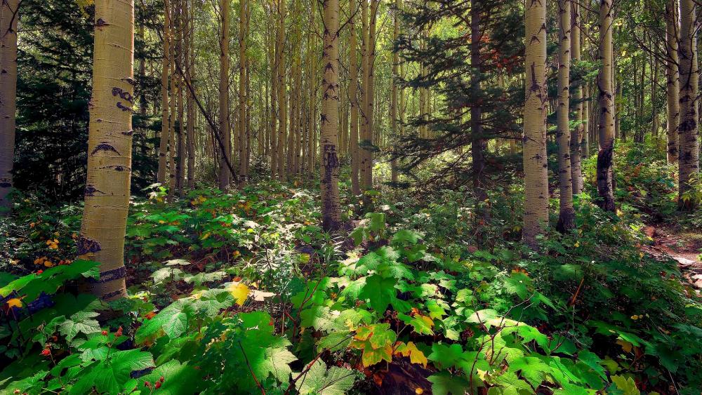 Wallpaper from nature category