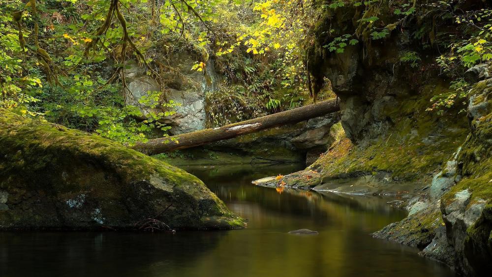 Wallpaper from nature category