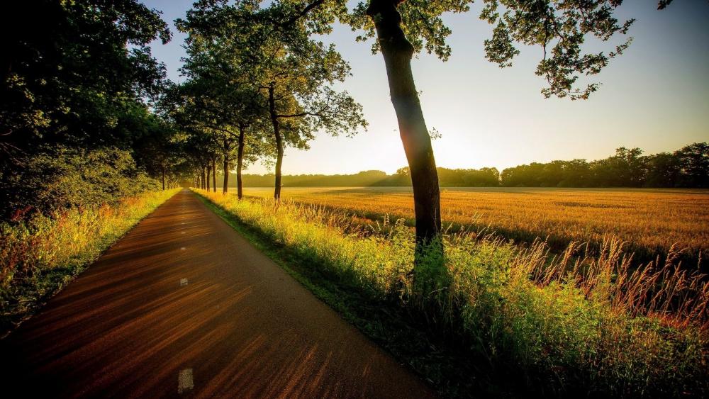Serene Pathway Through Golden Fields wallpaper