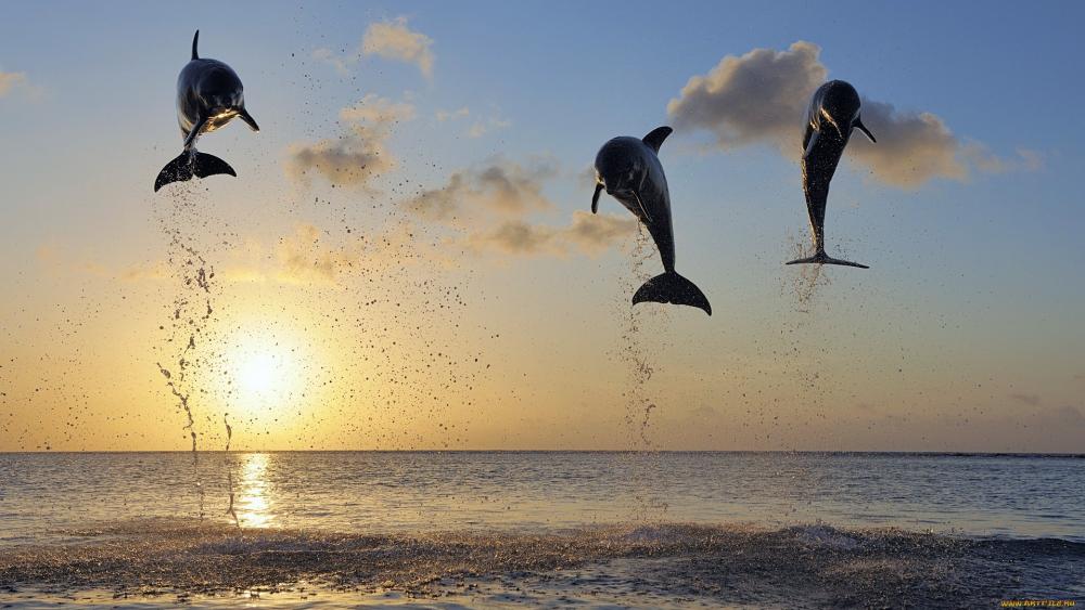 Wallpaper from animals category