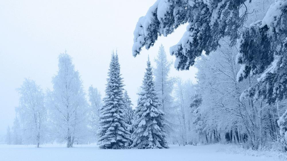 Wallpaper from nature category