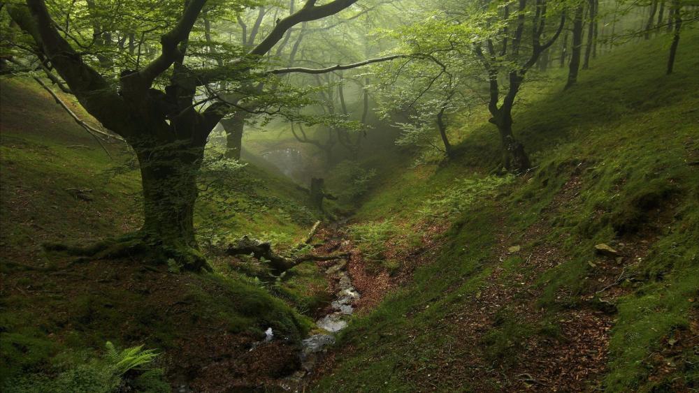 Serene Forest in Morning Mist wallpaper