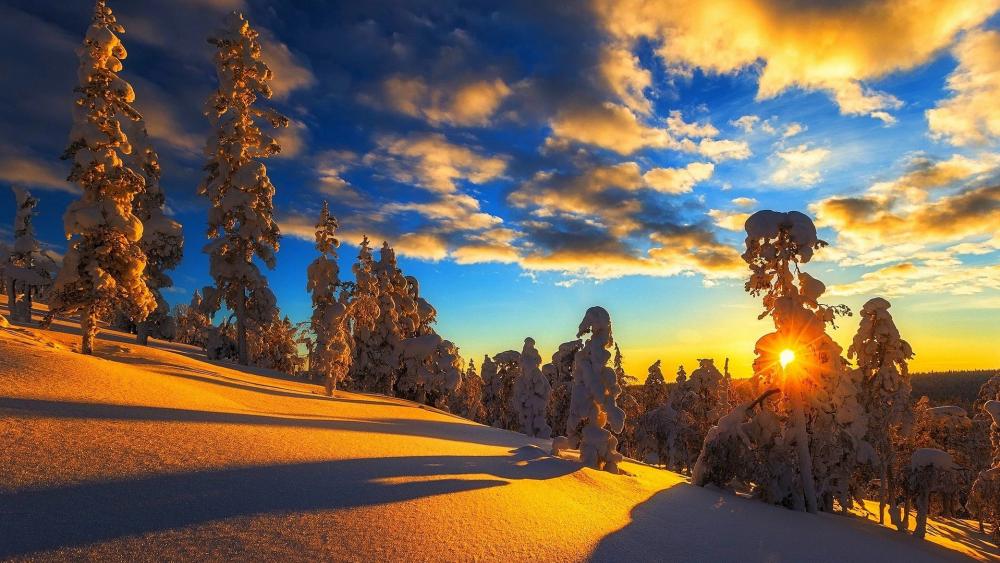 Majestic Winter Sunset Over Snowy Forests wallpaper