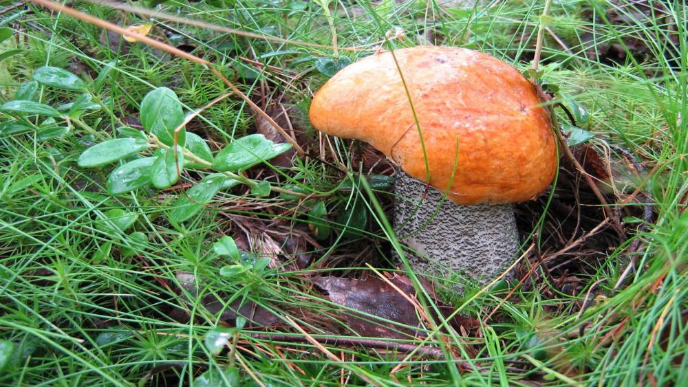Mushroom Beauty in Lush Greenery wallpaper
