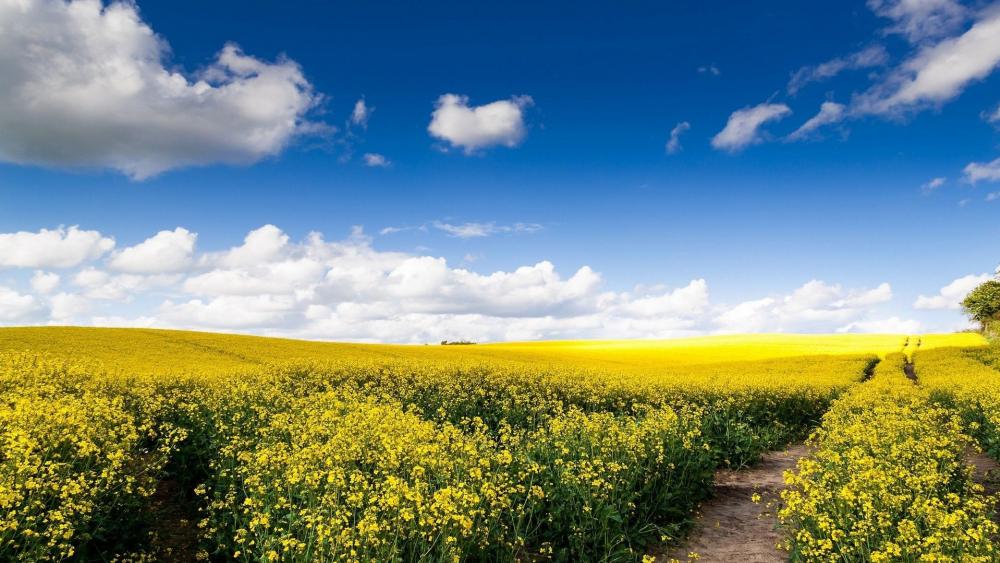 Golden Fields Under a Vast Sky wallpaper