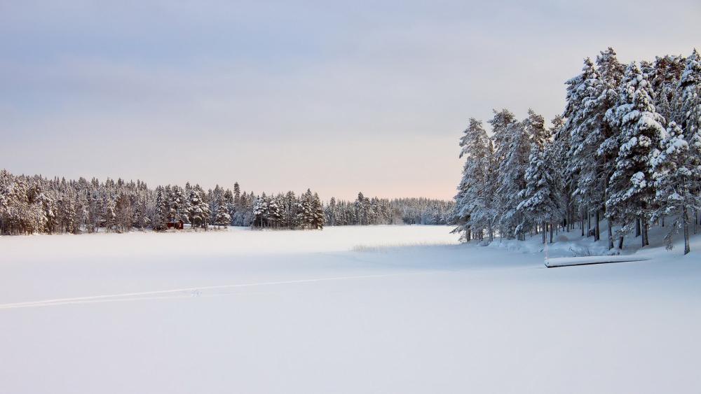 Wallpaper from nature category