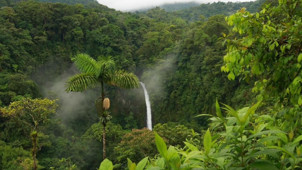 Lush Jungle with Majestic Waterfall Scene wallpaper