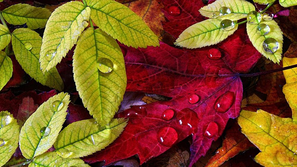 Vibrant Autumn Leaves with Dew Drops wallpaper