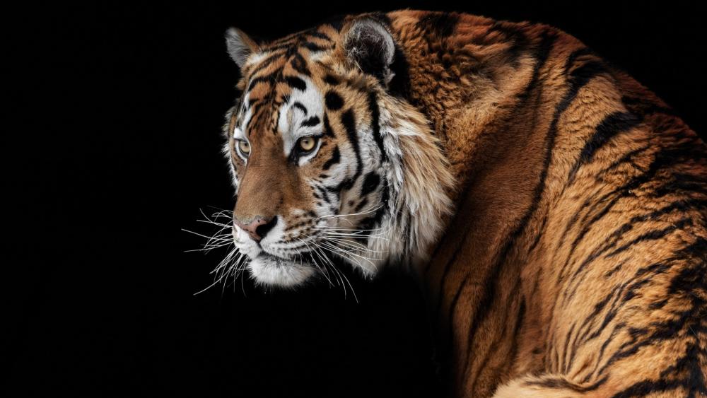 Wallpaper from animals category