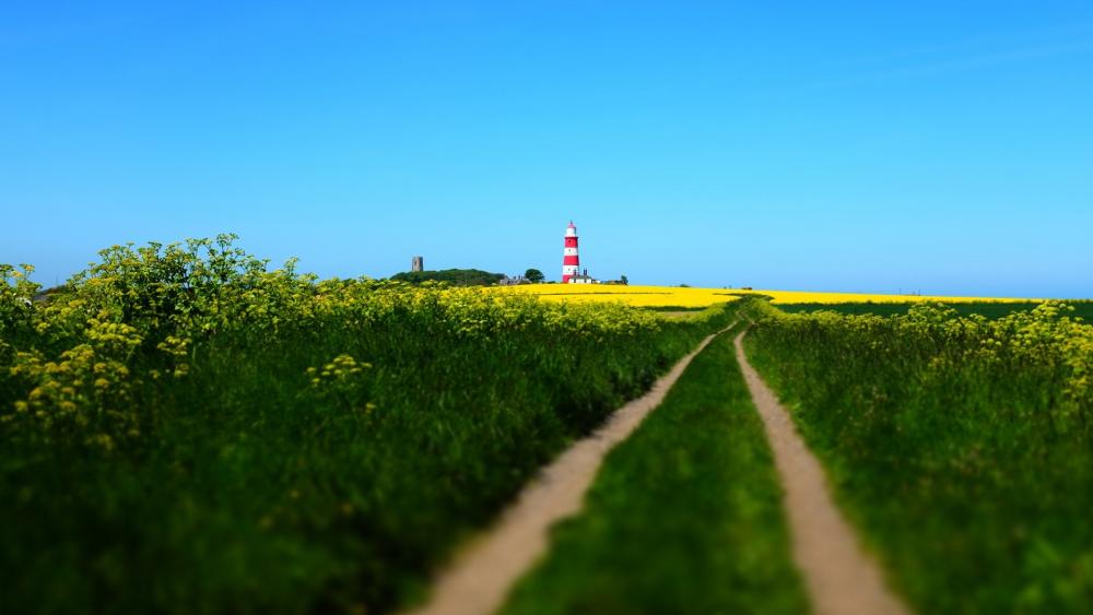 Serene Pathway to the Lighthouse Amidst Yellow Fields wallpaper