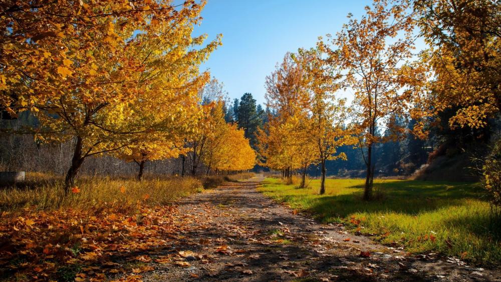 Autumn Serenity in Nature's Embrace wallpaper