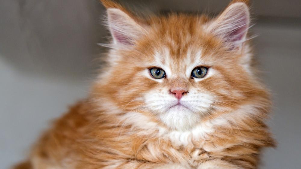 Wallpaper from animals category