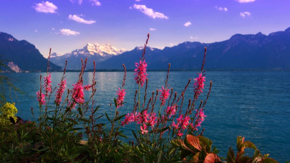 Breathtaking Serenity of Nature's Beauty wallpaper