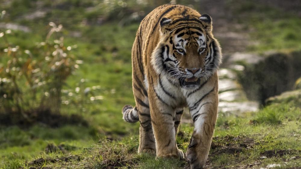Majestic Tiger in Its Natural Habitat wallpaper