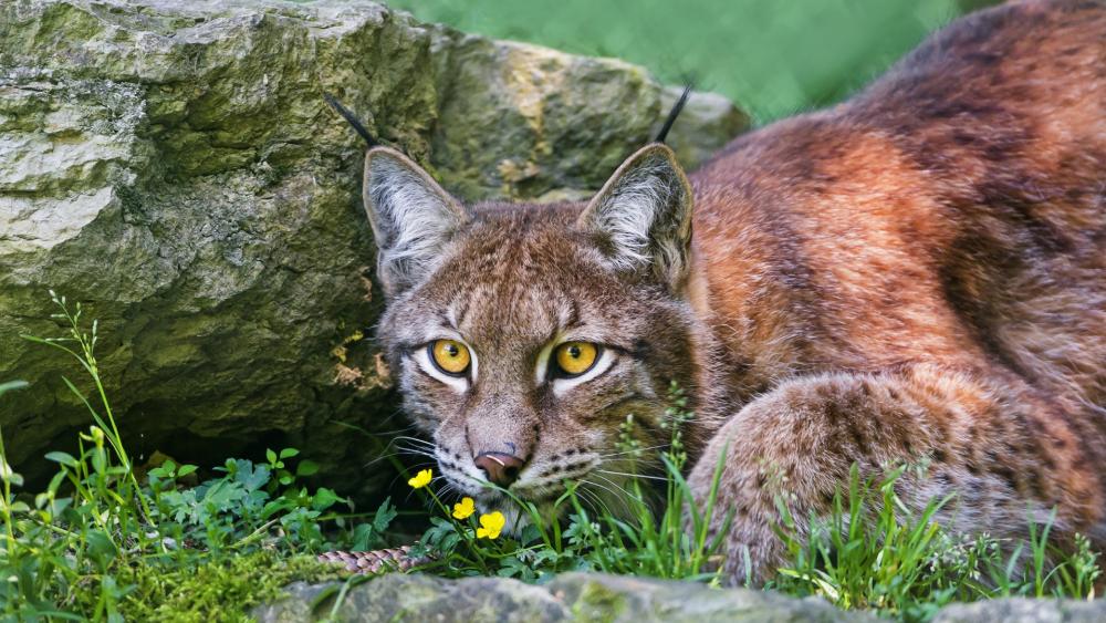 Majestic Lynx in Its Natural Habitat wallpaper