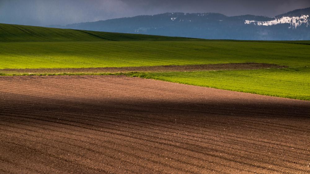 Vibrant Fields Under Cloudy Skies wallpaper