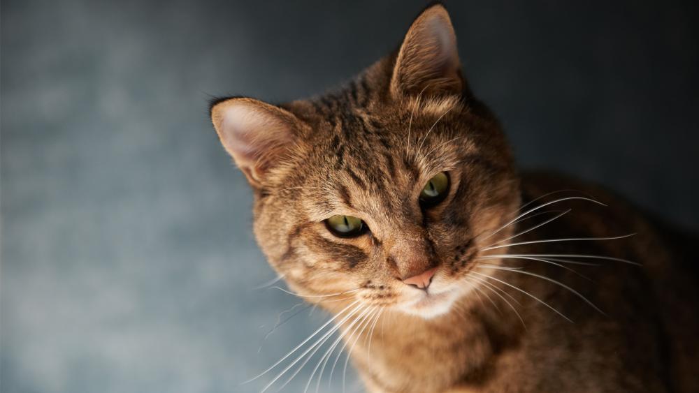 Curious Tabby Cat in Soft Light wallpaper
