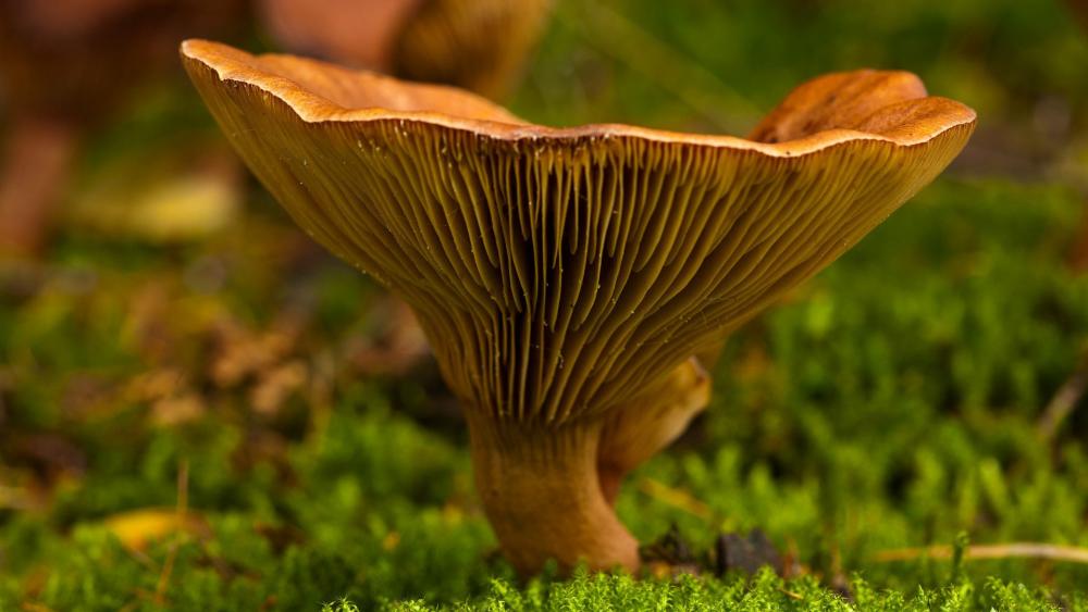 Mystical Mushroom on Lush Green Moss wallpaper