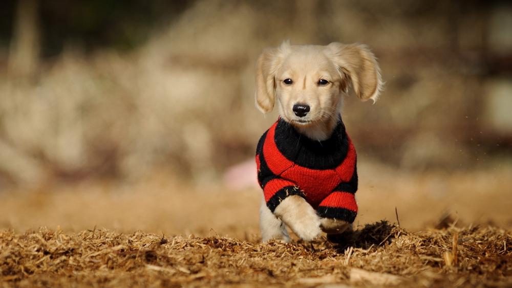 Playful Puppy in Sweater Running Through Field wallpaper