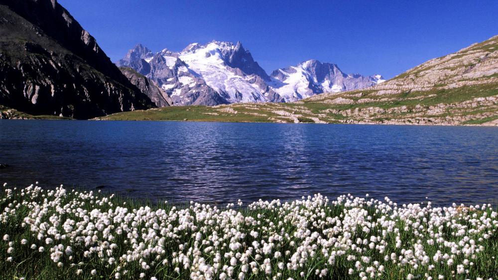 Breathtaking Mountain View with Flowering Meadow wallpaper