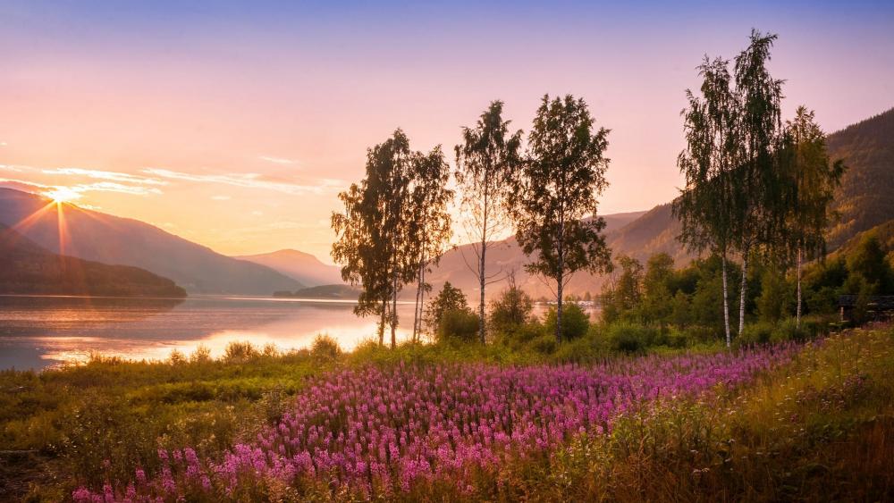 Serene Sunrise Over a Blooming Lake Landscape wallpaper