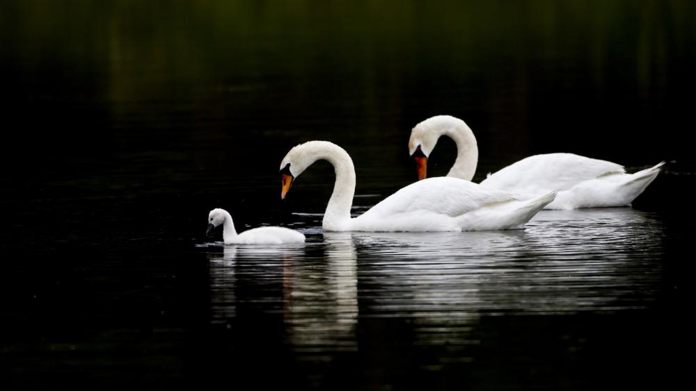 Graceful Swans Swimming Together in Tranquil Waters wallpaper