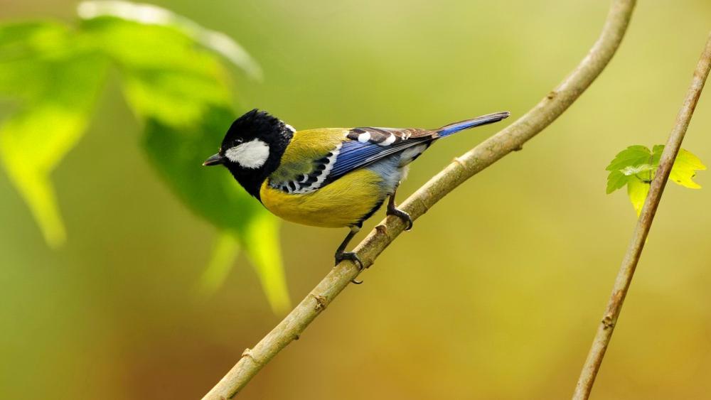 Wallpaper from nature category