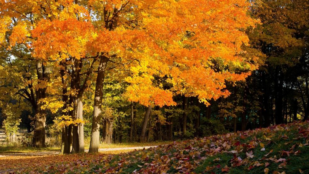 Autumn Bliss in Vibrant Colors wallpaper