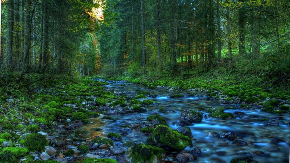 Tranquil Forest Stream with Lush Greenery wallpaper